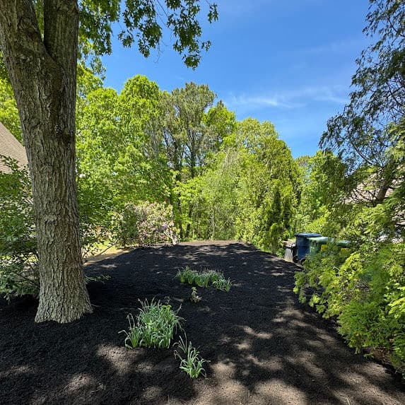 Transforming Overgrown Spaces in Plymouth MA