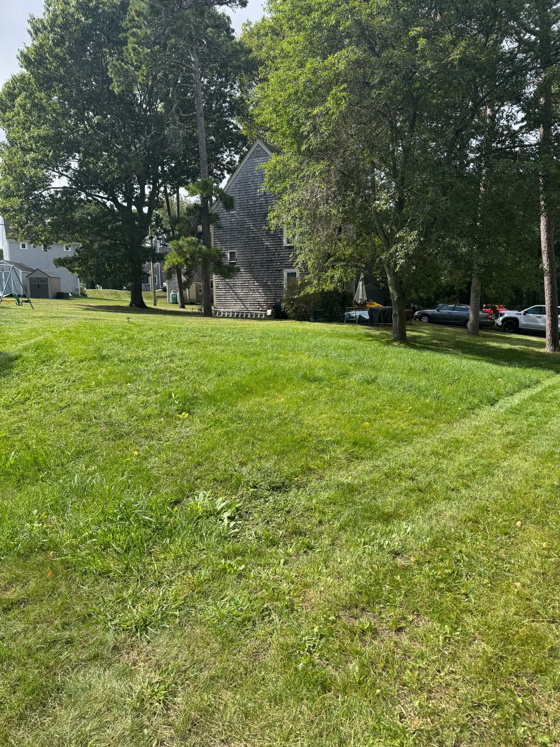 Bare Ground to Thick Lawn in About 6 Weeks with Hydroseeding